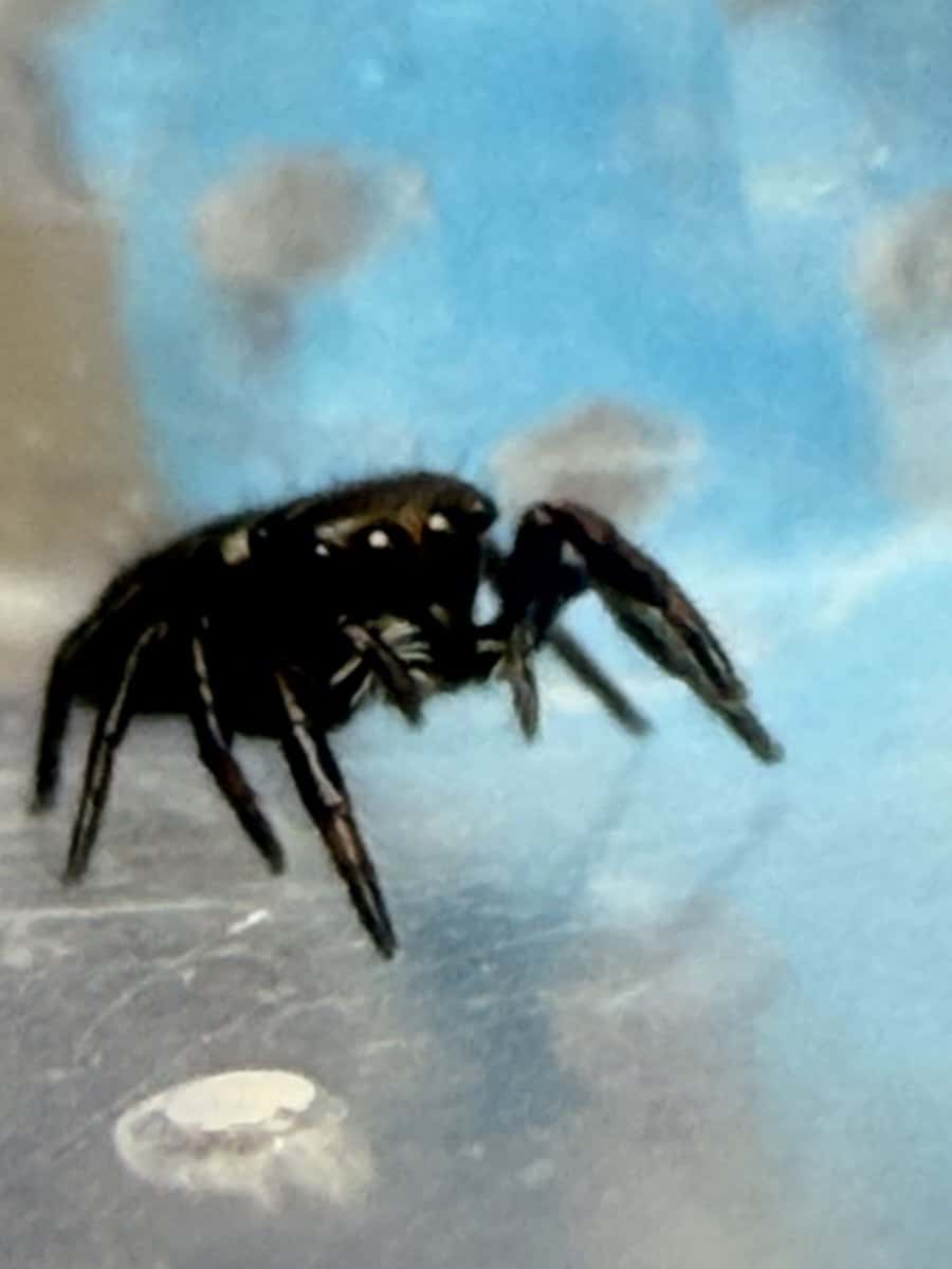 Regal Jumping Spider Slings image 8