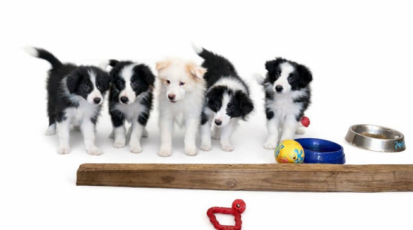 Beautiful AKC Border Collie Puppies image 1