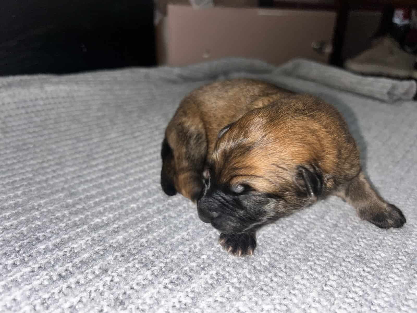 AKC German shepherd puppies image 5