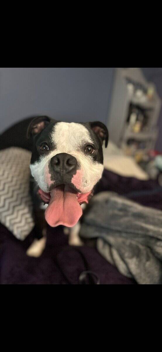 American Bull Terrier 3yrs image 2