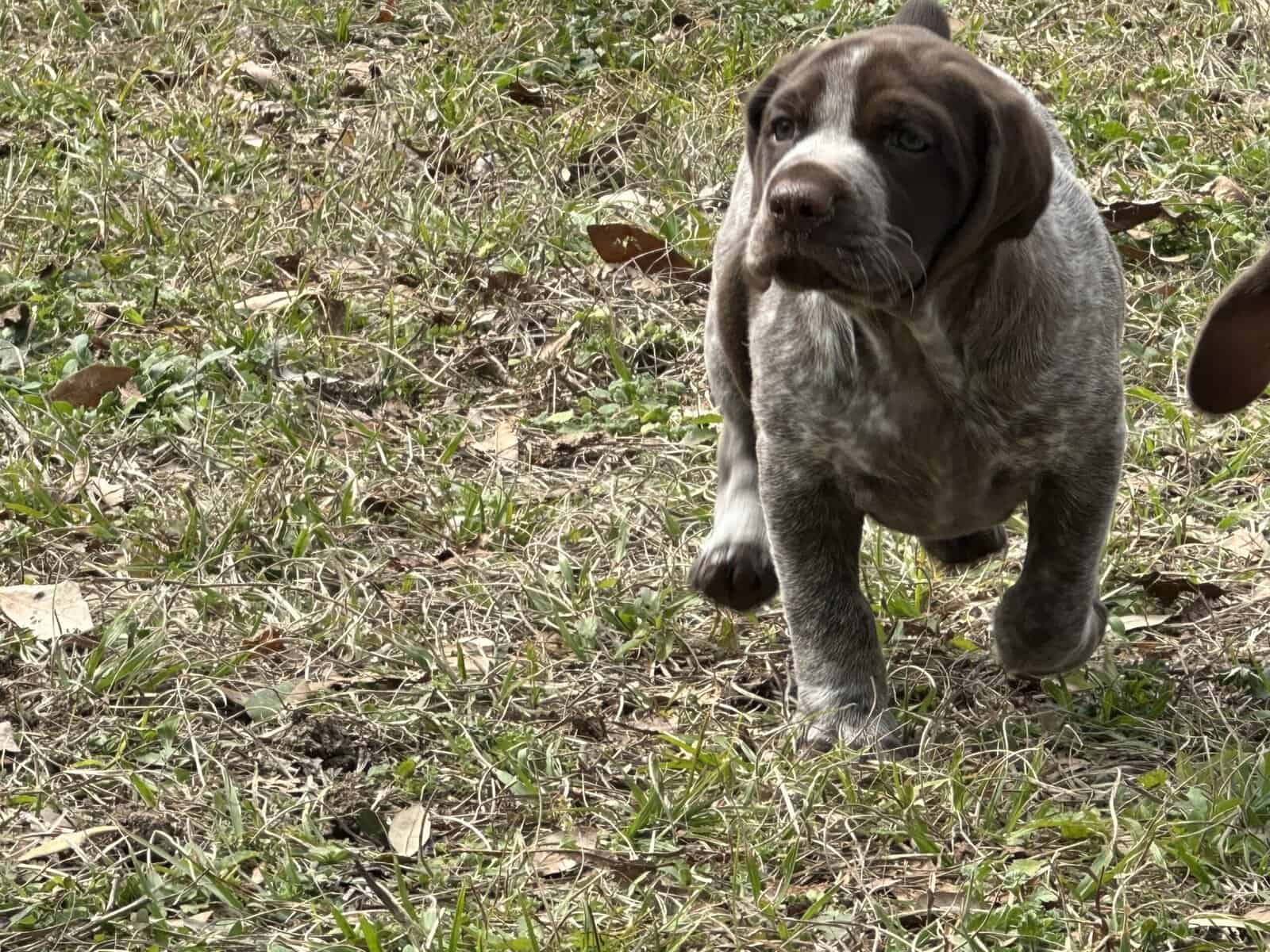 AKC GSP Big Girl image 1