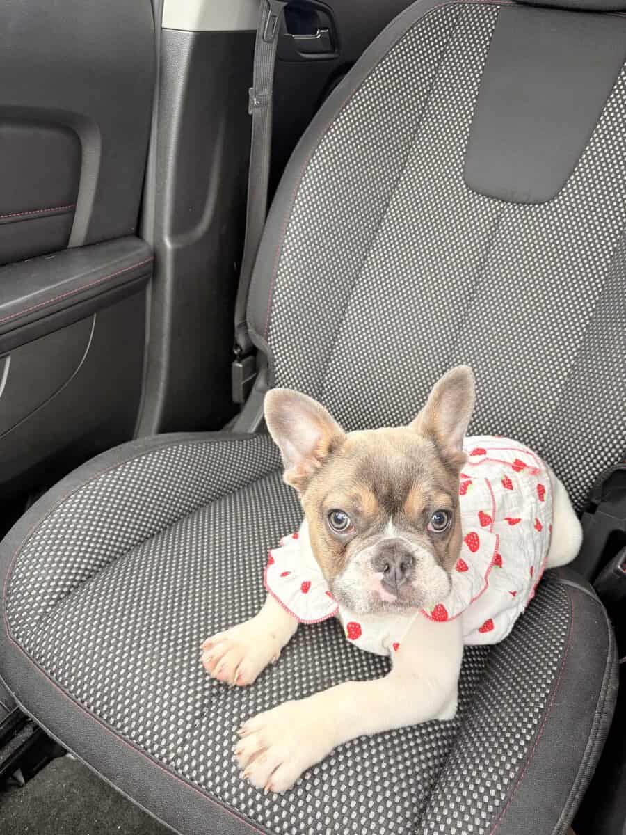 French Puppy Bulldog image 4