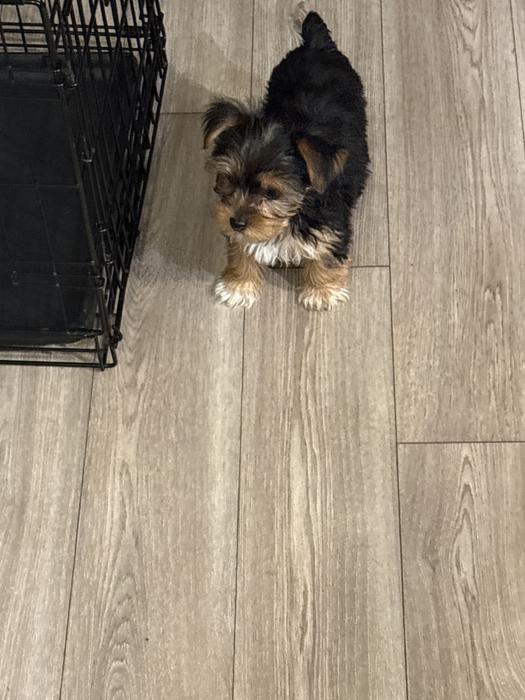 Yorkie Puppies image 2