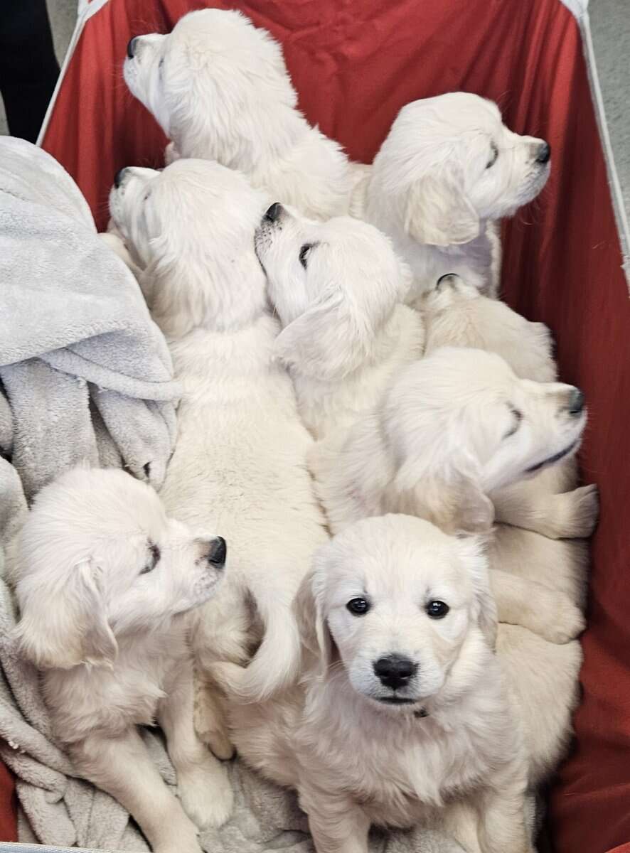English Cream Golden Retriever Puppies image 1