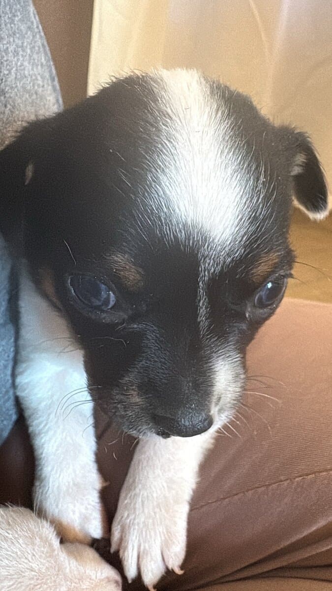 Heeler corgi mix pupies image 5