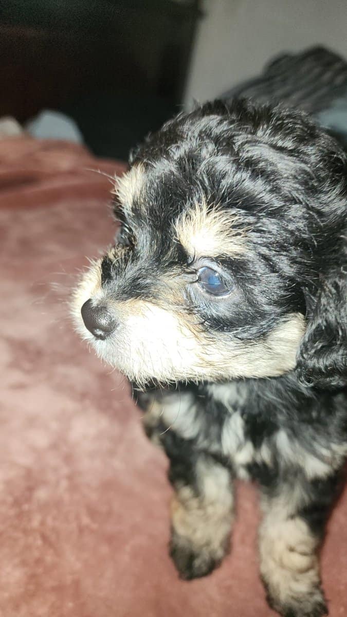 Mix Multi Poodle Puppy image 1