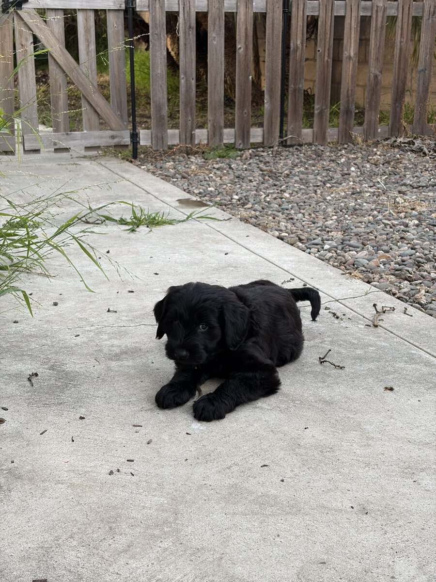 Beautiful female Mini Schnoodle puppy born in 3 Ja image 3