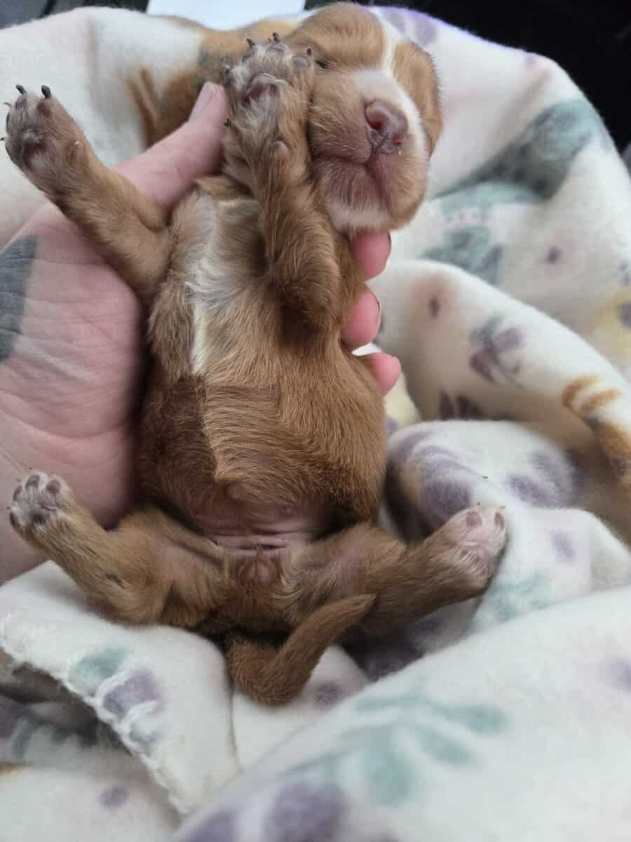 Miniature dachshund puppies image 10
