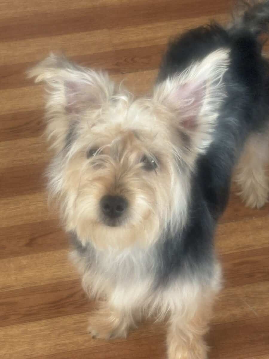 7month Male Yorkie puppy image 3