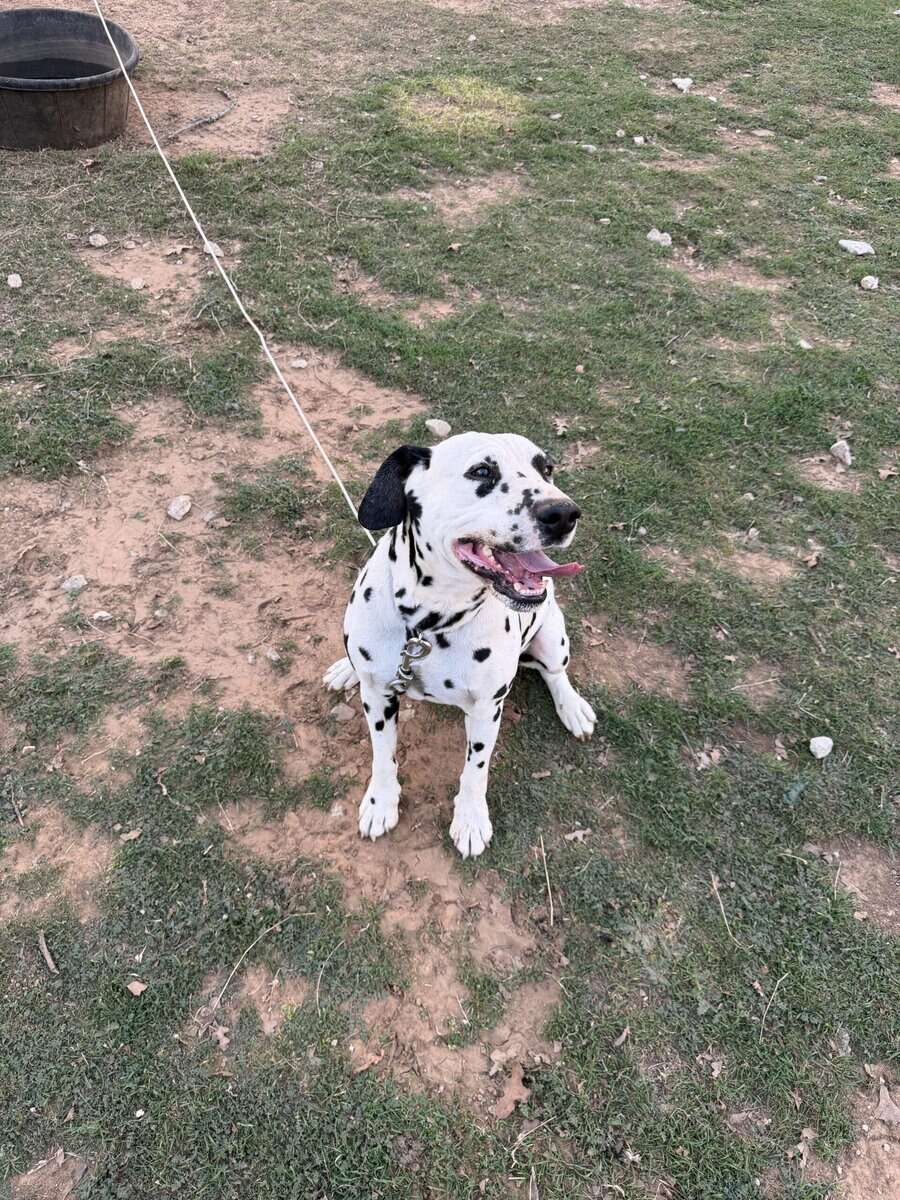 Dalmatian image 7