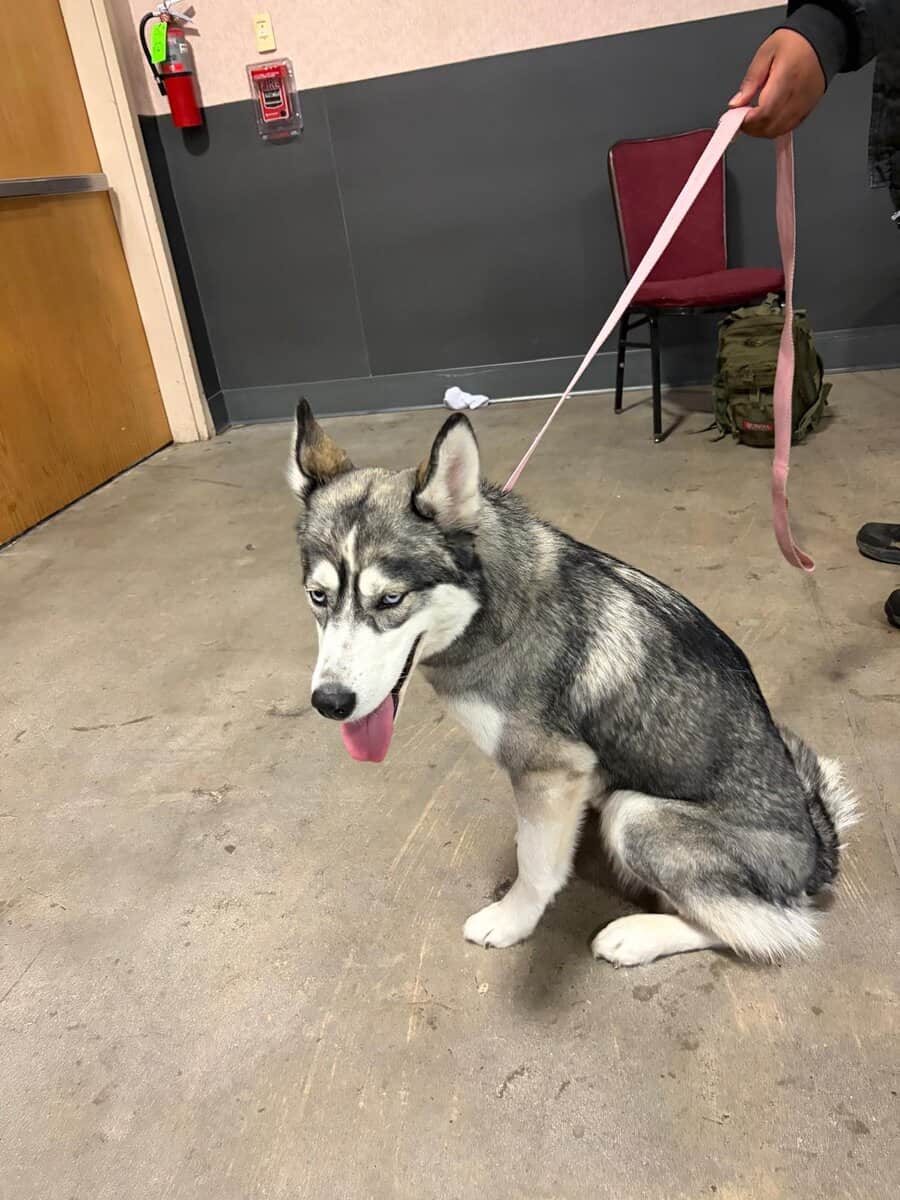 Husky siberian well trained image 3