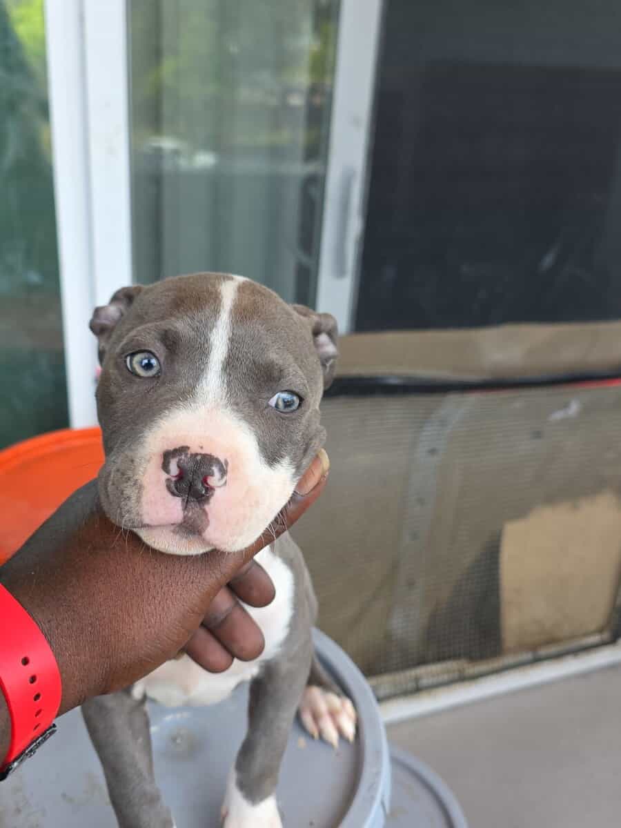 Rednose pitbull puppies image 1