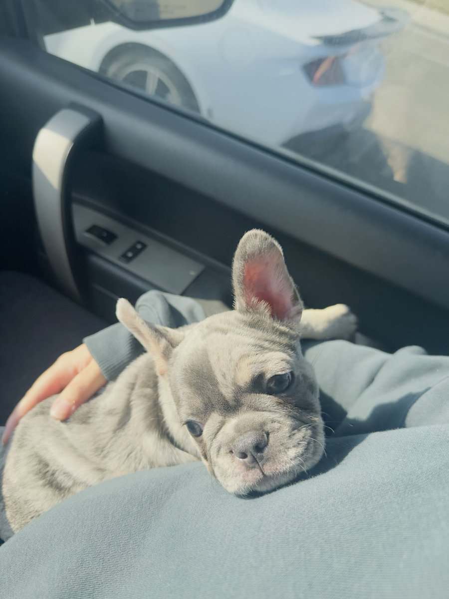 Frenchie image 3