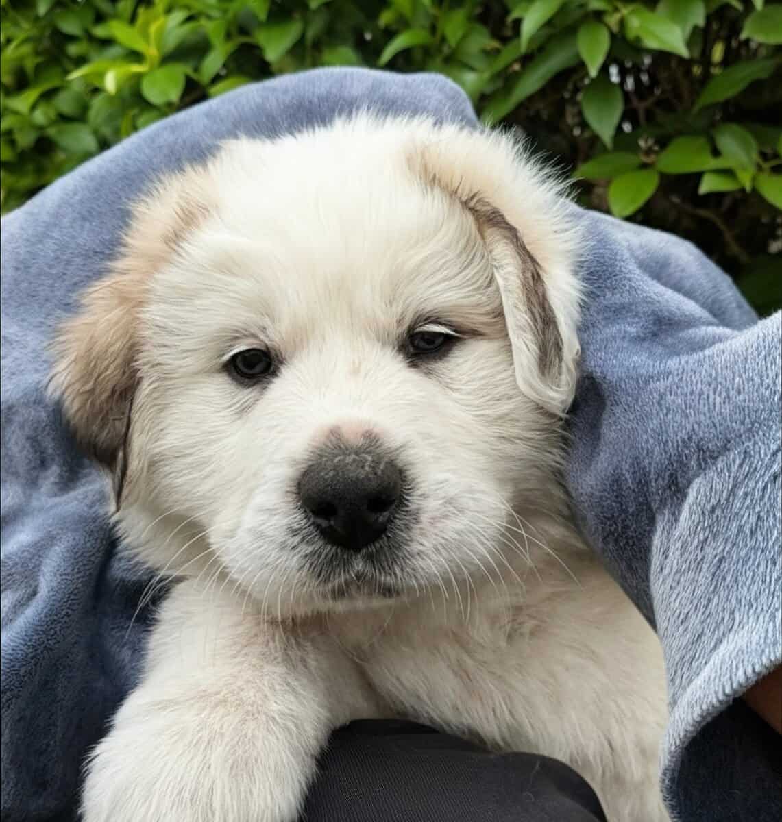1yr old Great Pyrenees Puppy image 4