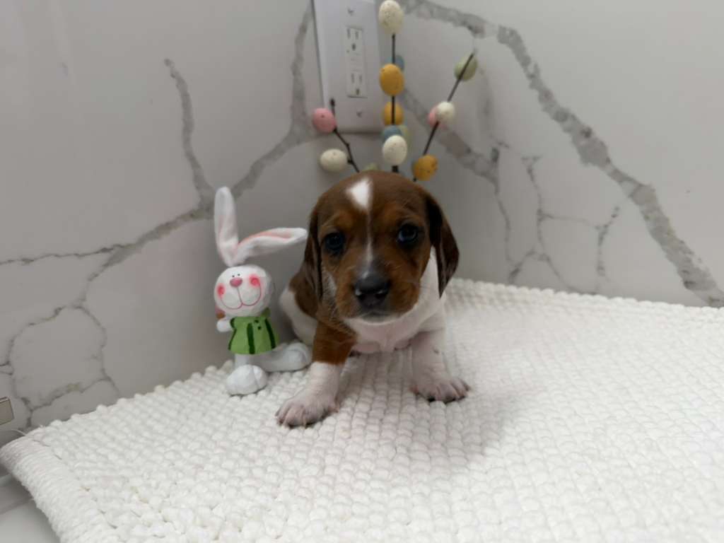 Dachshund male image 3