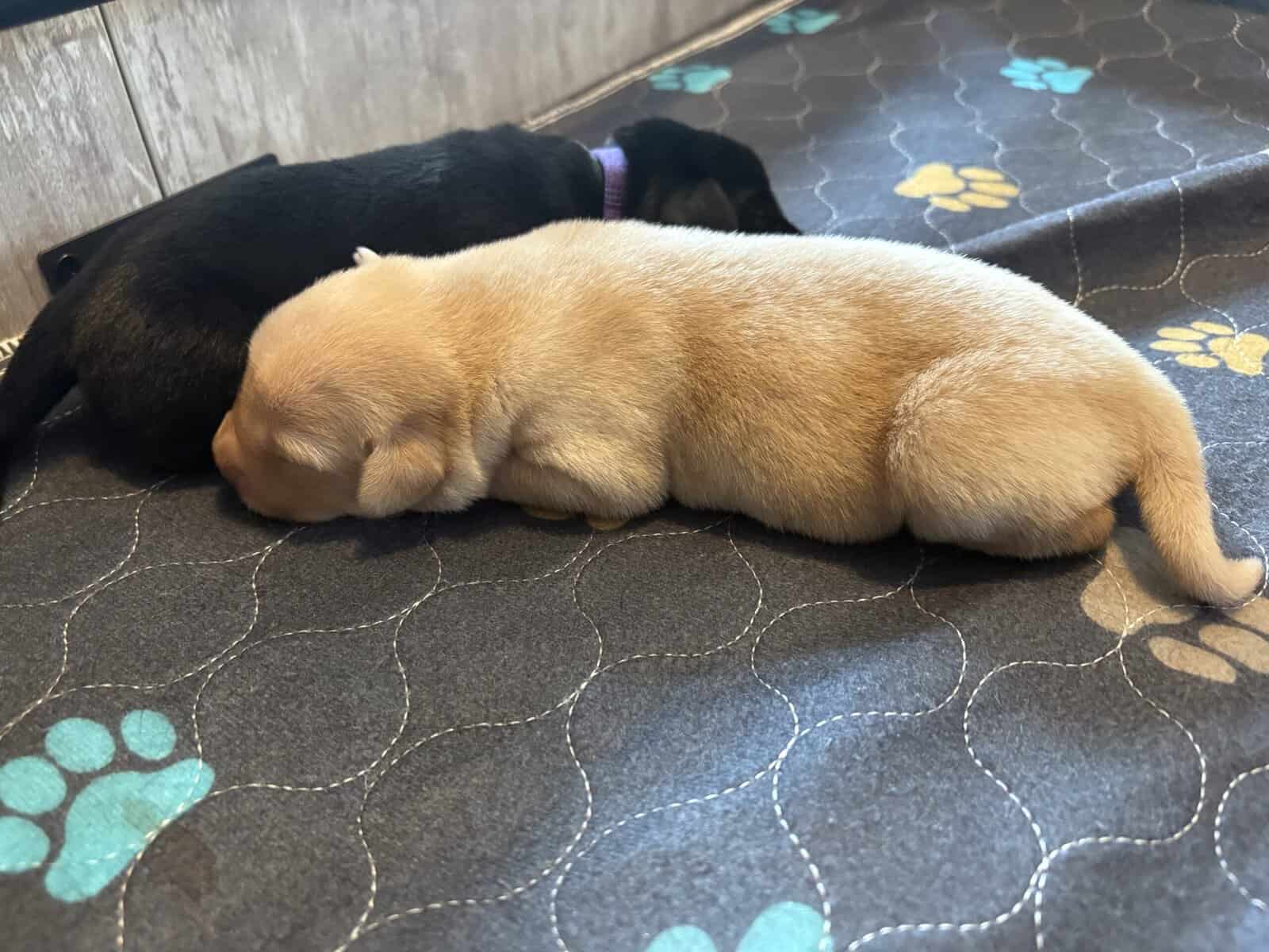AKC Labrador Retrievers image 3