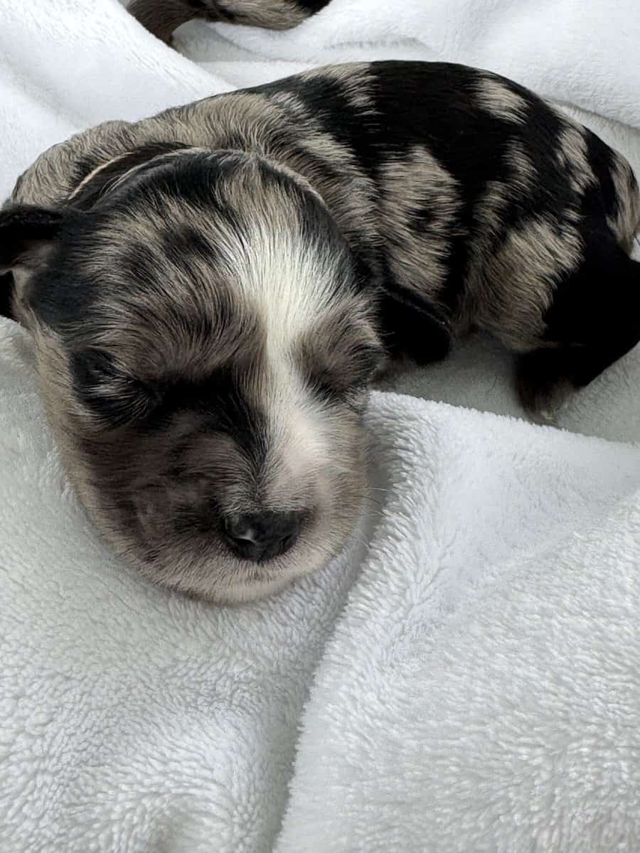 Merle Male Miniature Schnauzer image 5