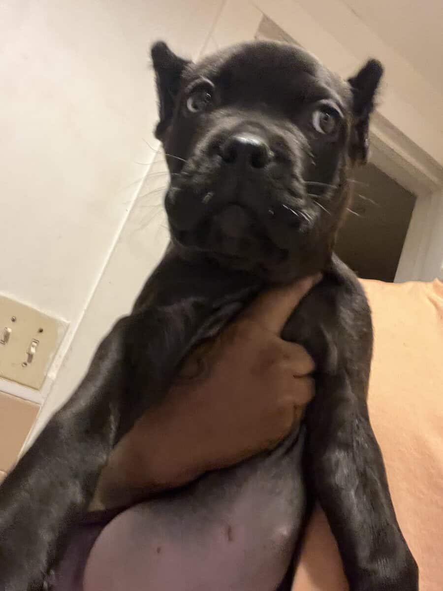 11 week old cane corso female brindle black image 1