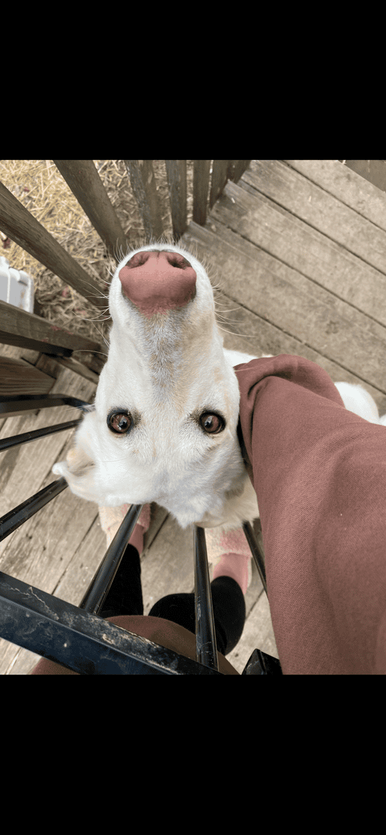 Luna, white/tan German shepherd image 3