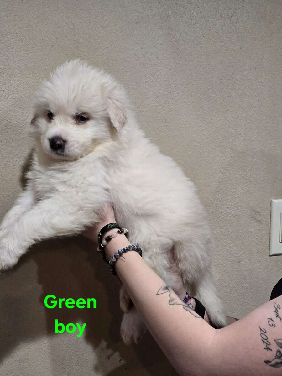Great pyrenees puppies ready 3/23/26 image 17