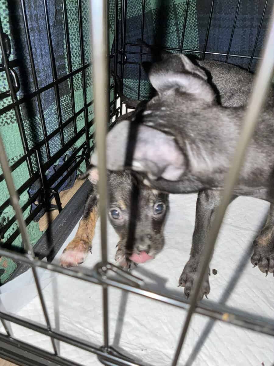 Bluenose Pit Puppies image 5