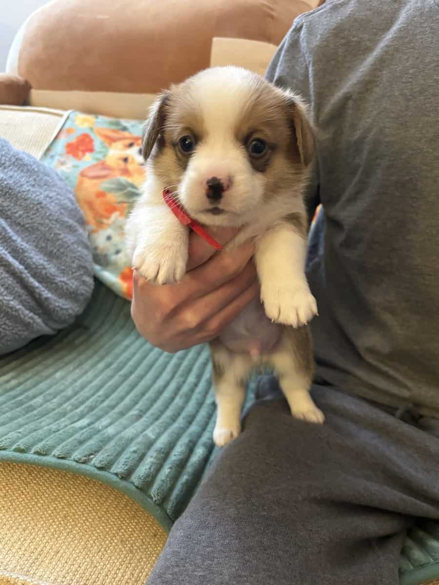 Pembroke welsh corgi pups image 6
