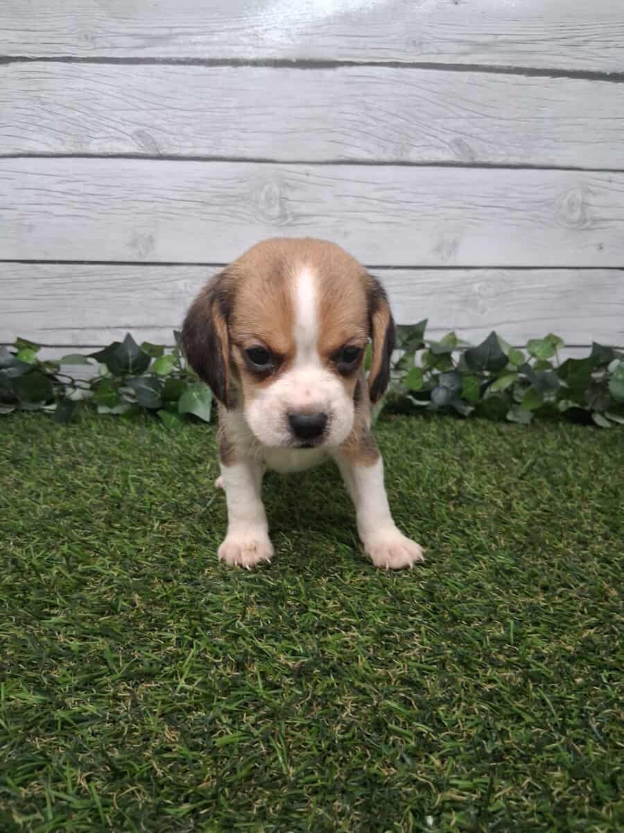Beagle puppies image 1