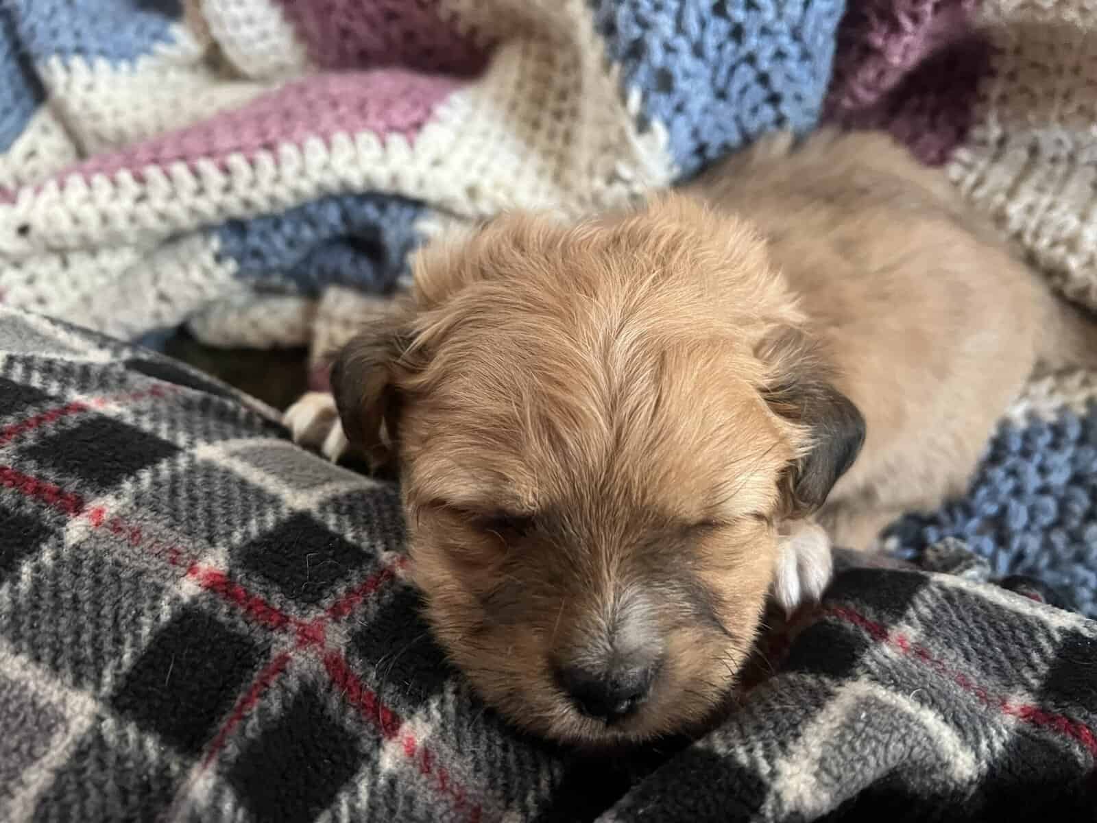 Chipoo pup in need of a loving home image 1