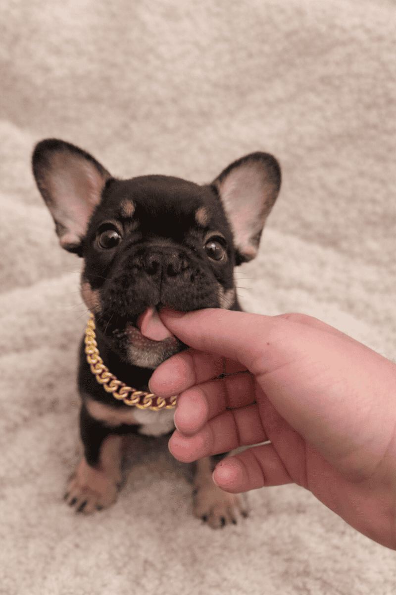 Beautiful Frenchies looking for a home image 5