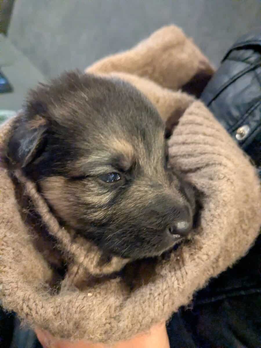 AKC German Shepherd puppies image 3