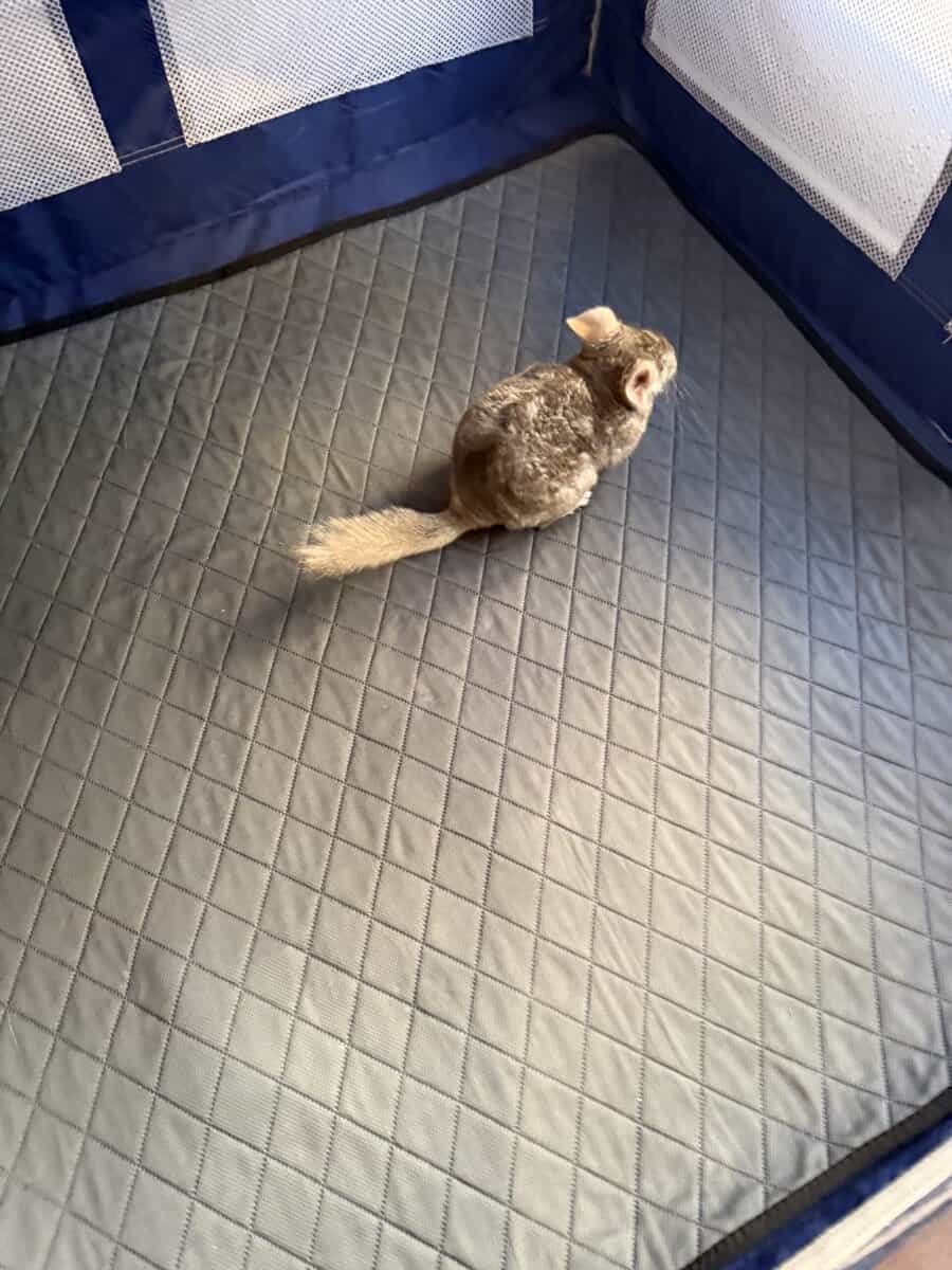 Female chinchilla w/ Full Set up image 5