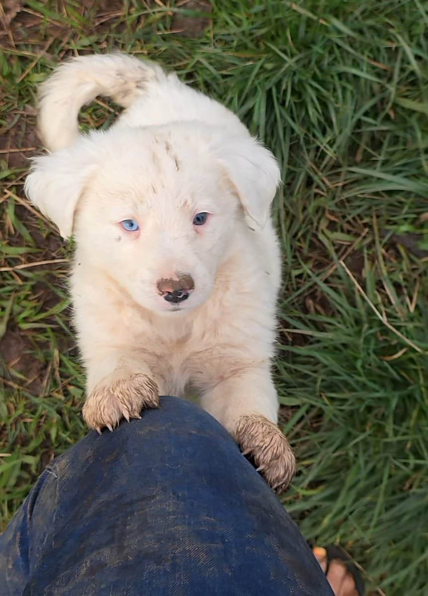 Border heeler puppies image 3