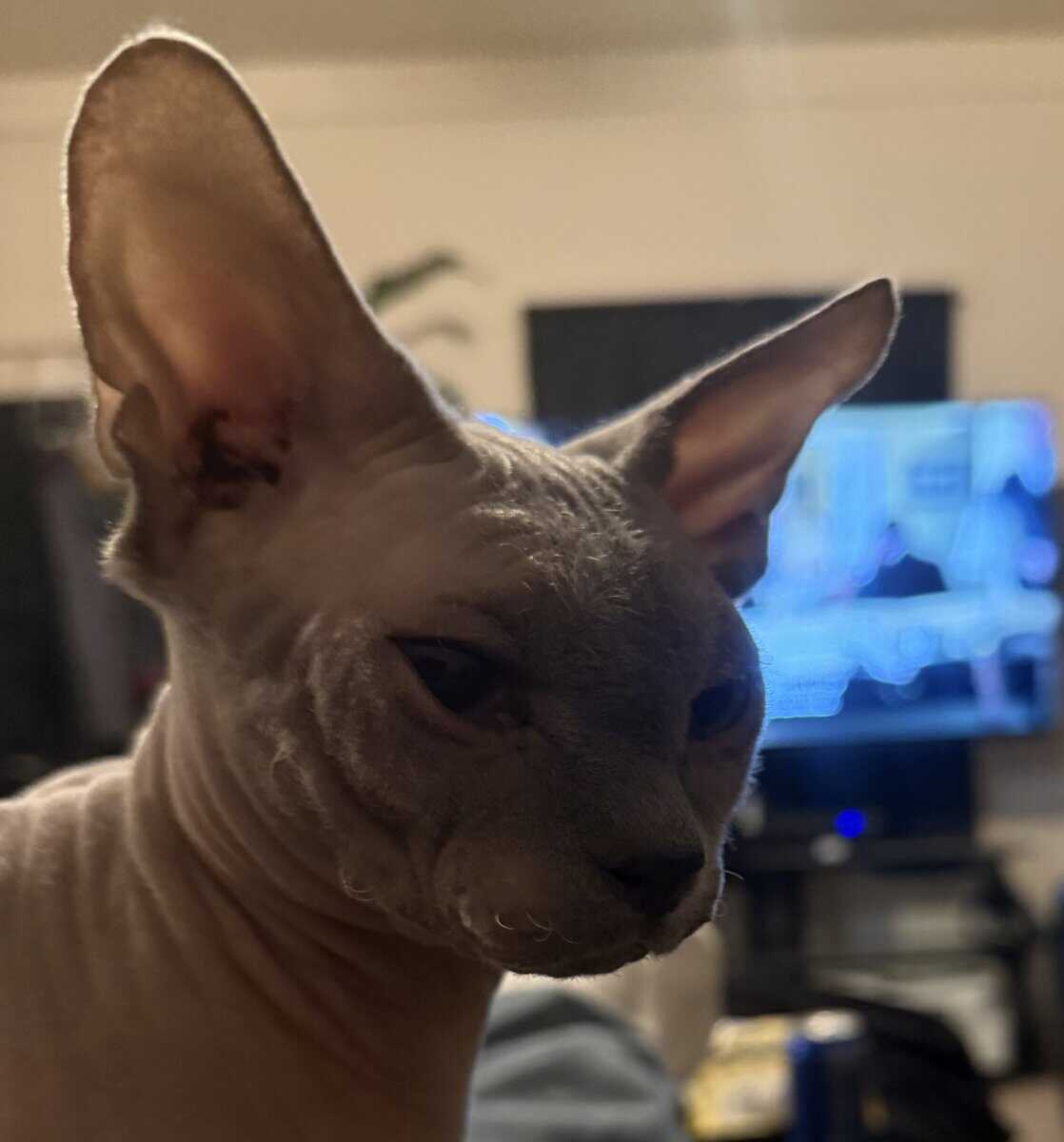 Hairless Cat For sale image 2