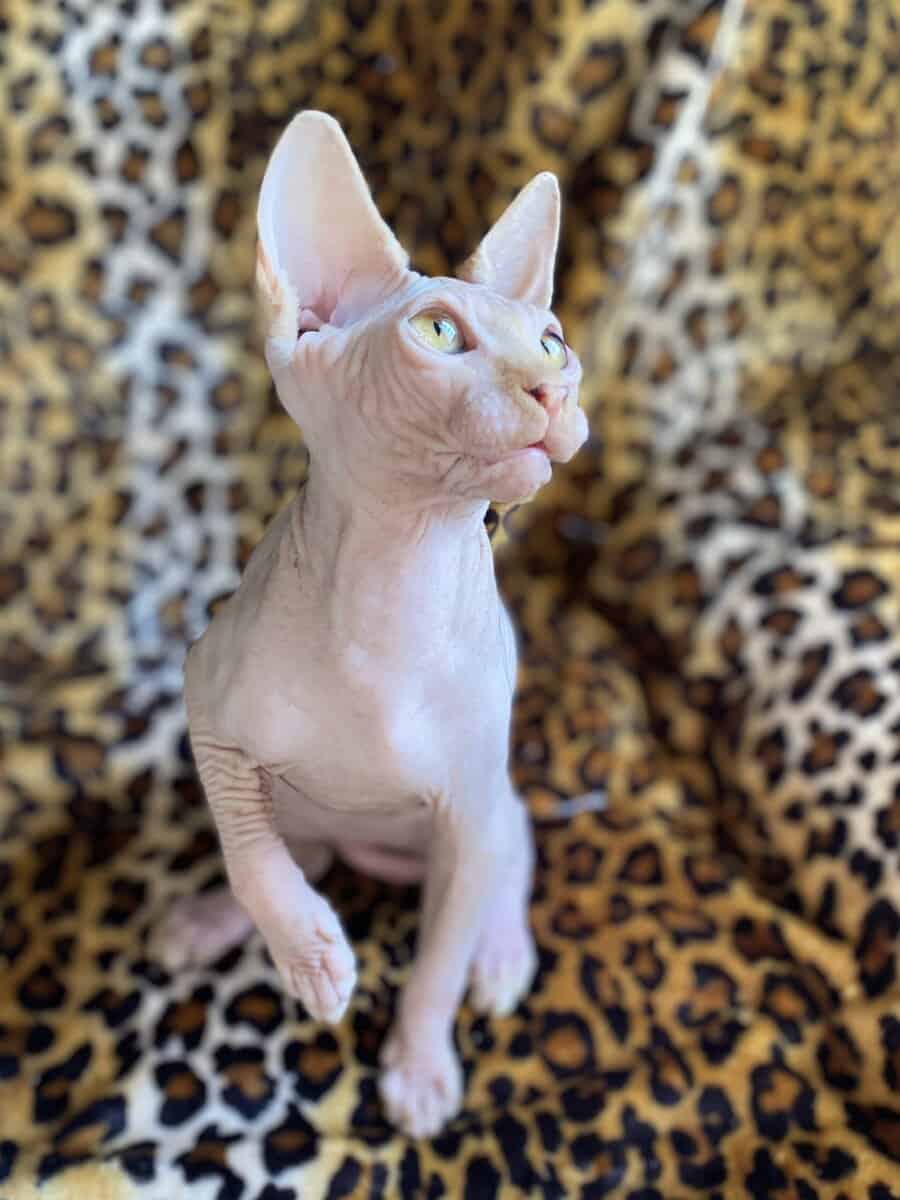 Beautiful red Sphynx very spoiled ready now image 2