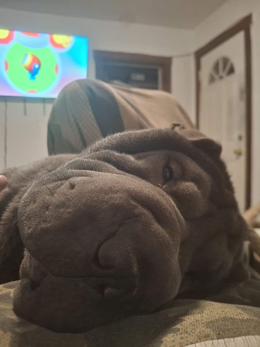 Shar Pei Rehoming image 4