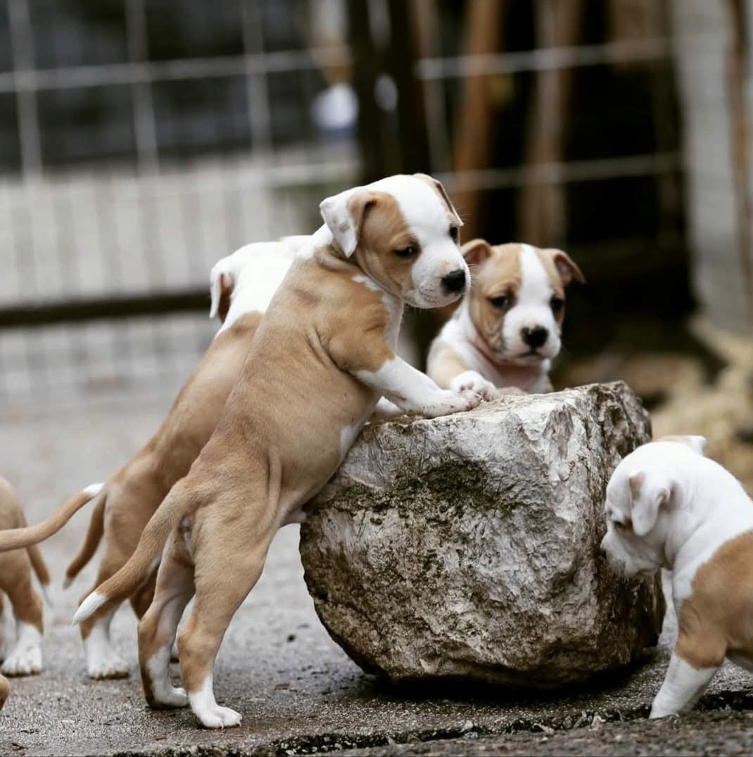 American Staffordshire Terrier puppies image 2