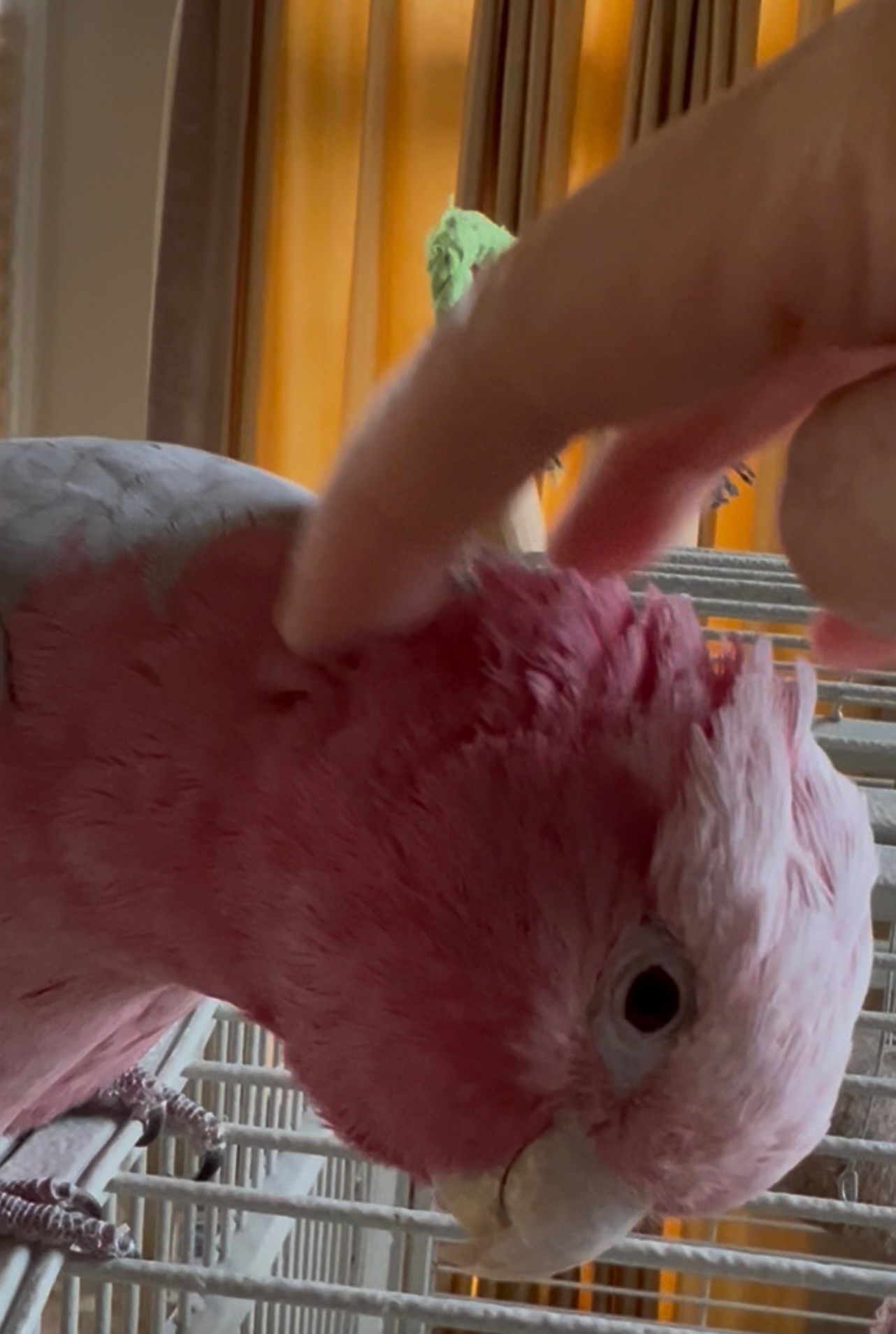 Rose Breasted Cockatoo image 3