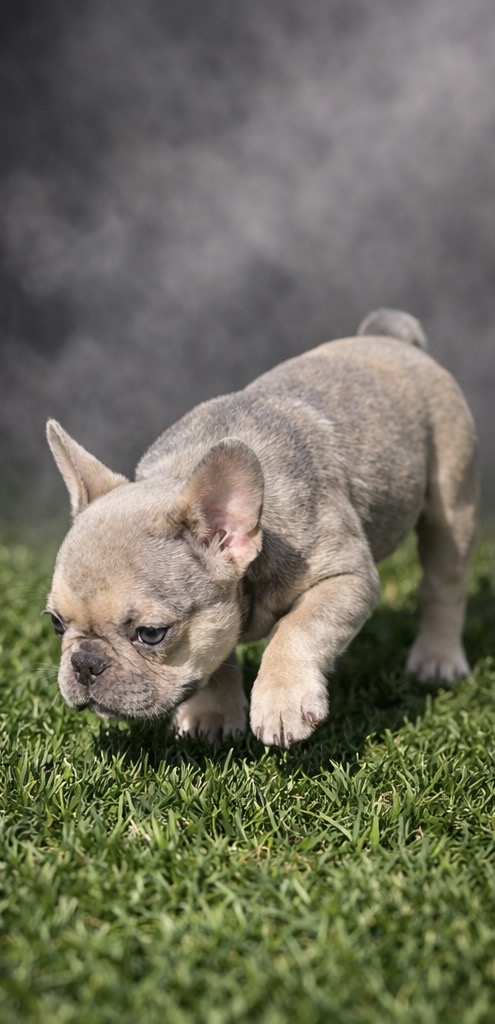 Ivory the French Bulldog image 2