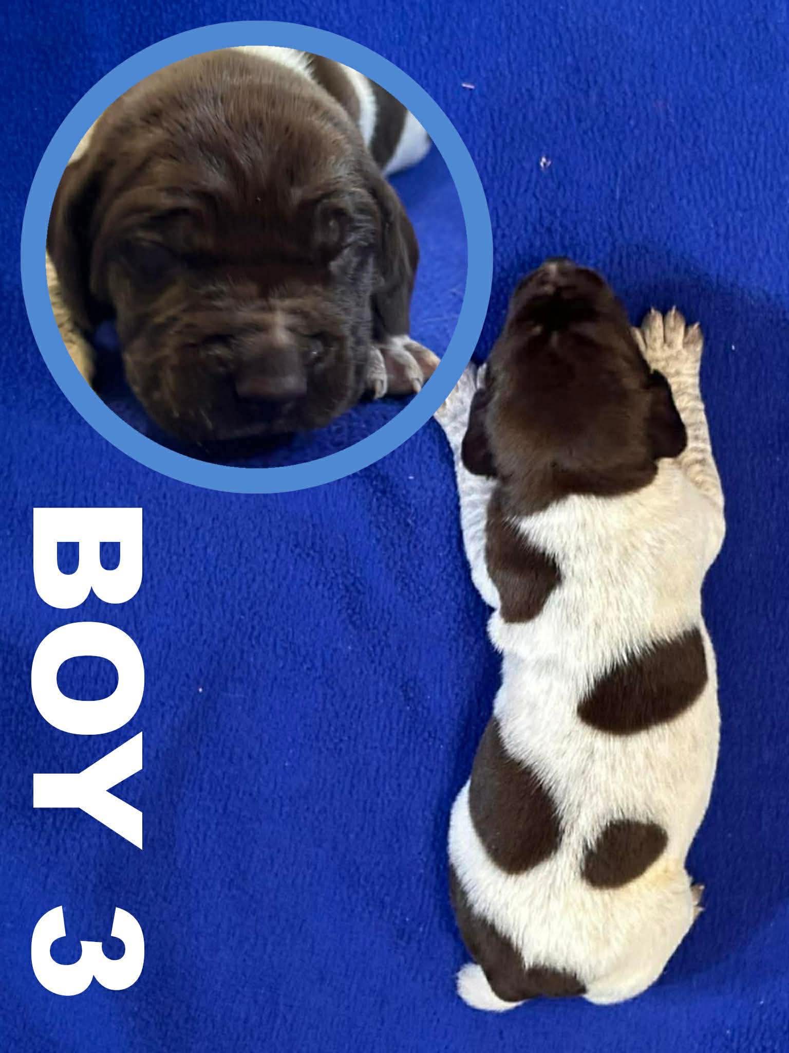 GSP Puppies image 8