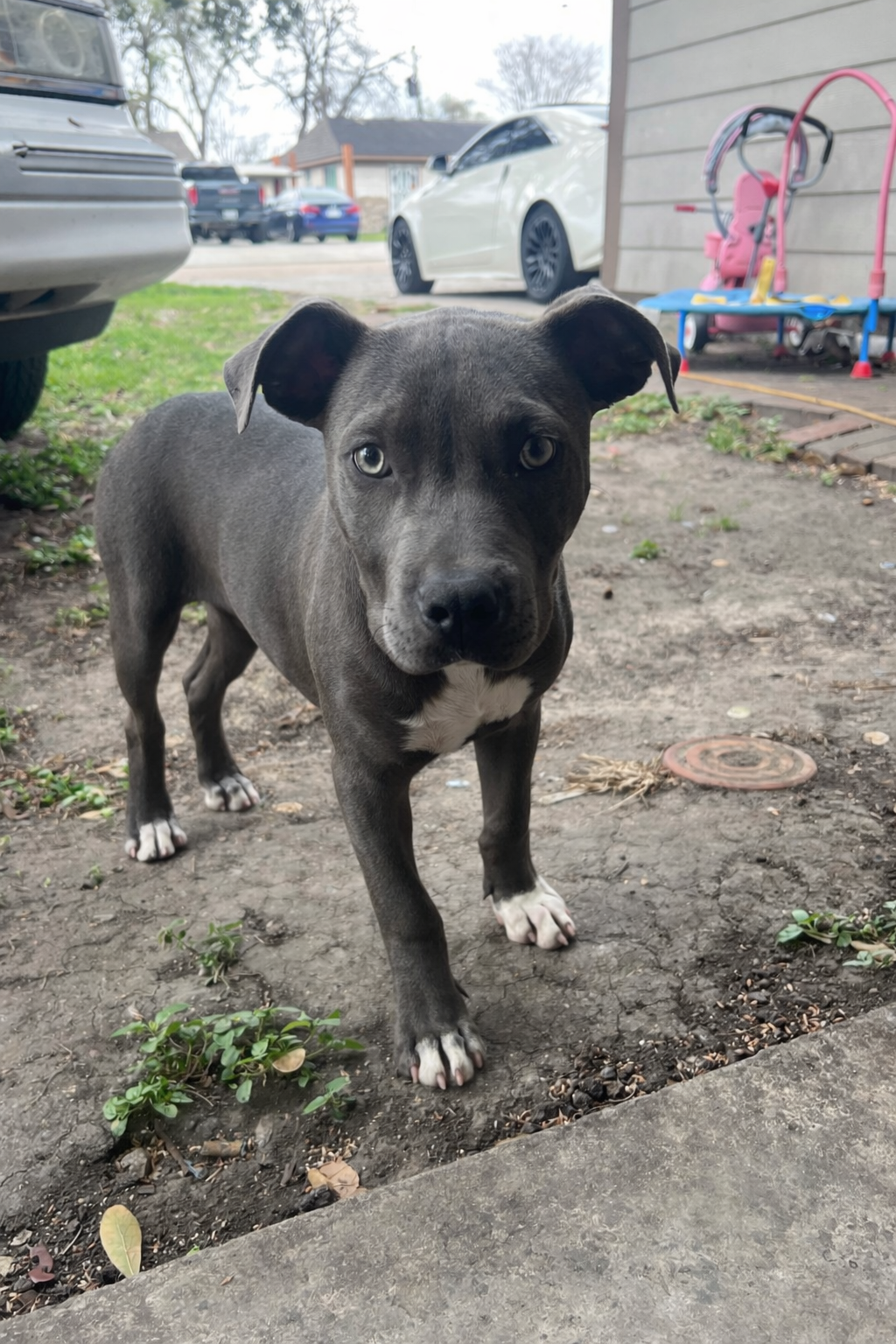 Blue nose pitbull puppies image 3