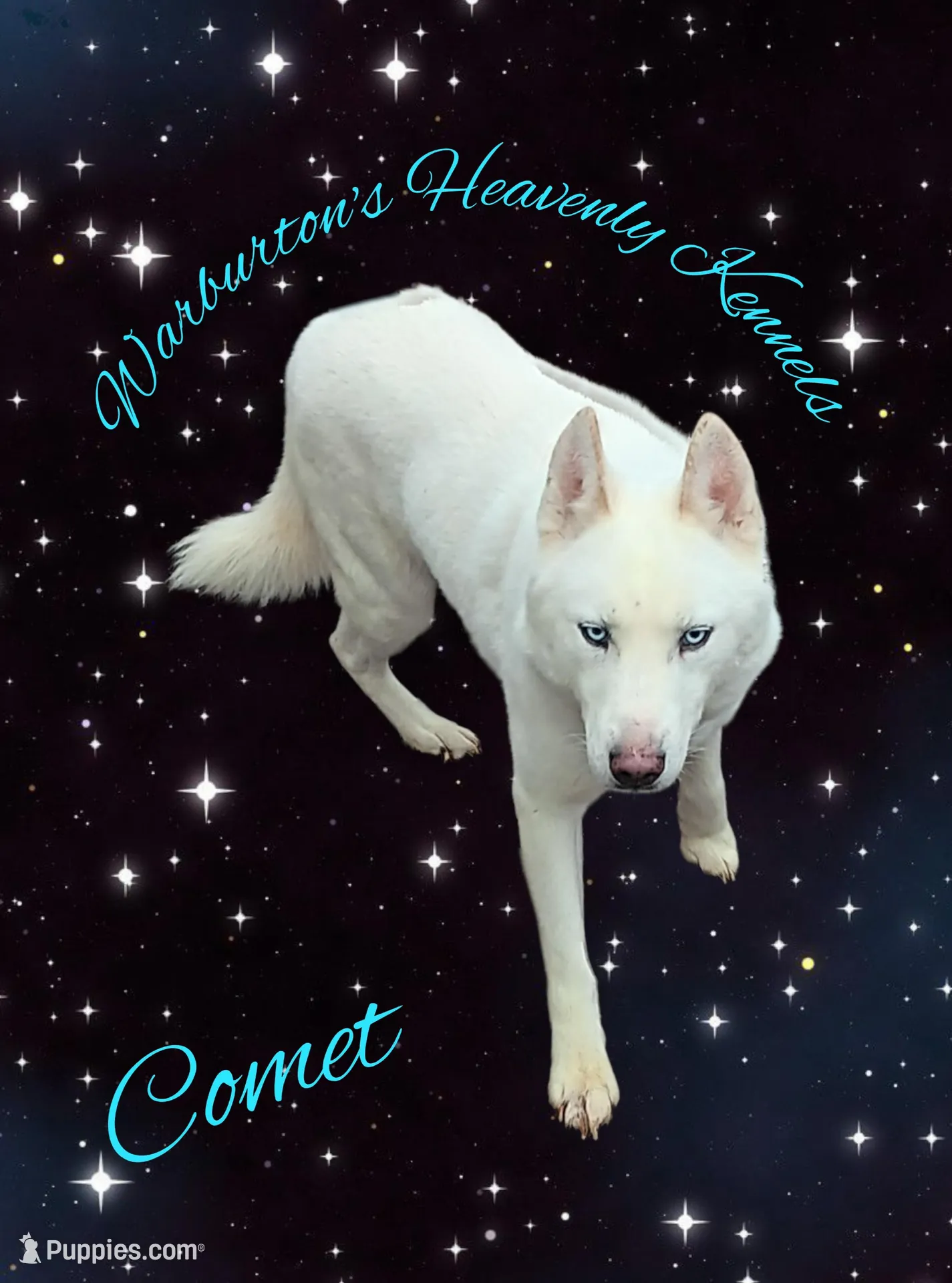 AKC Female Siberian Husky Puppies image 8