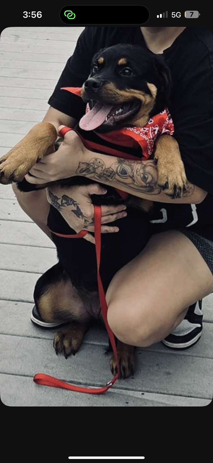 Para más información escríbame es una cachorra image 1