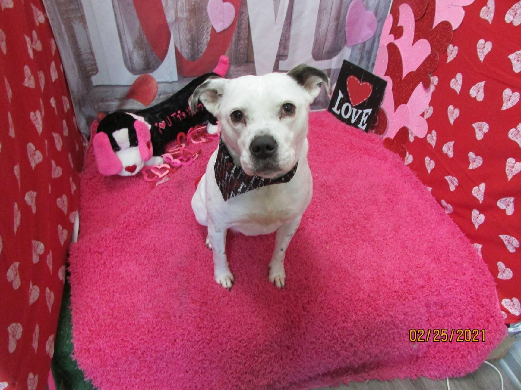 Dog image 5
