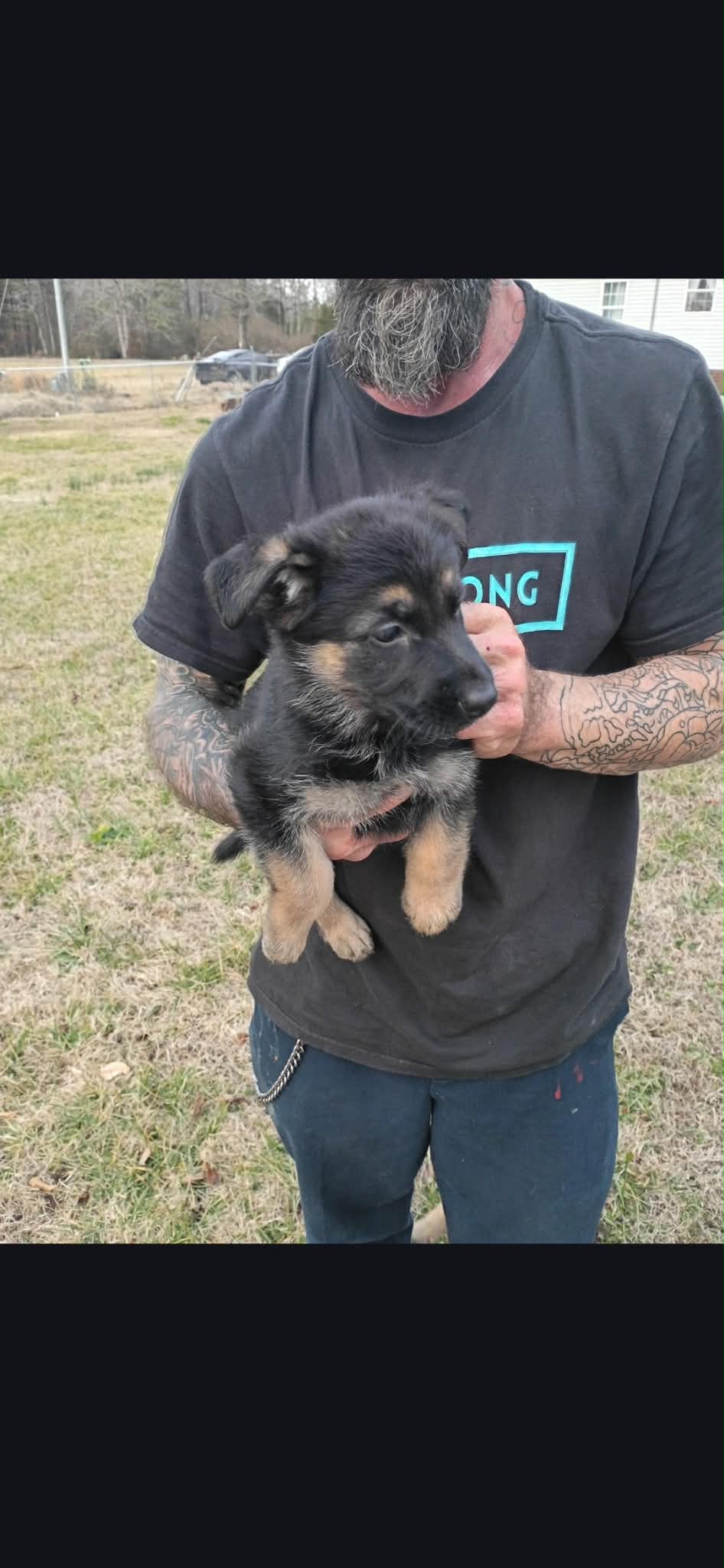 AKC Purebred German Shepherd Puppies image 3