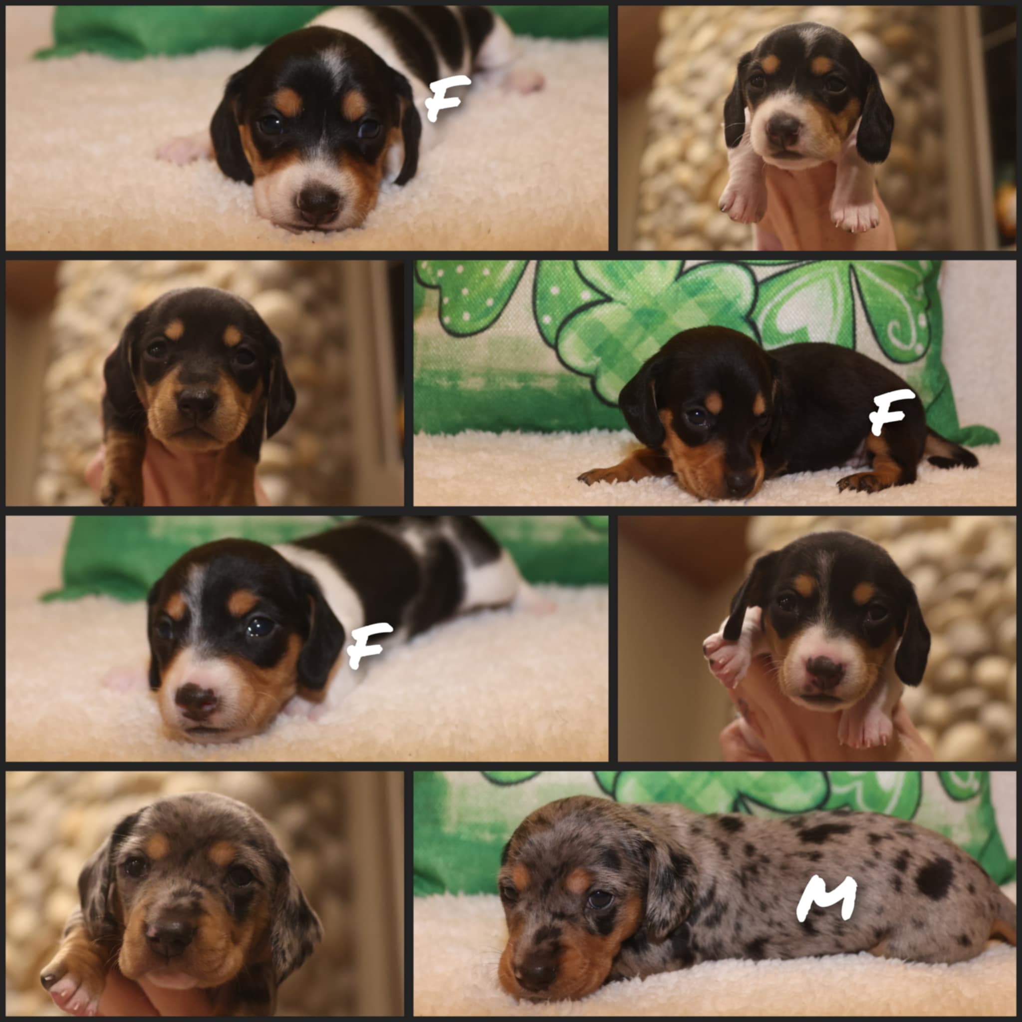 AKC Dachshund Puppies image 8