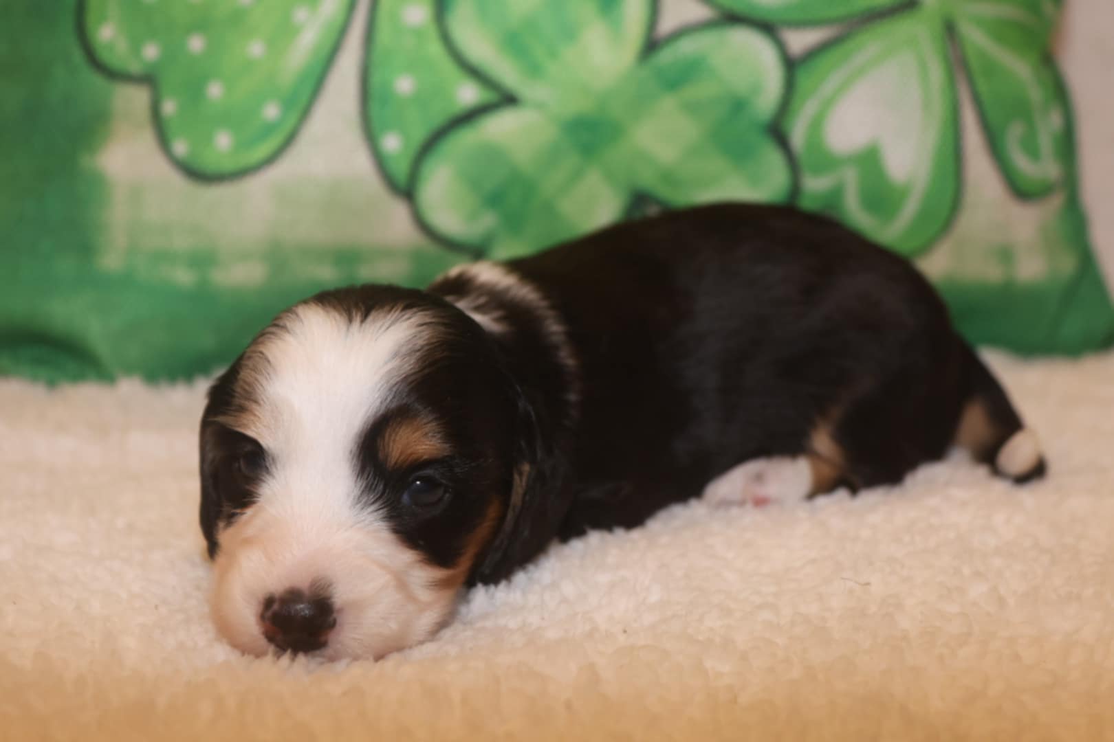 AKC Dachshund Puppies image 6