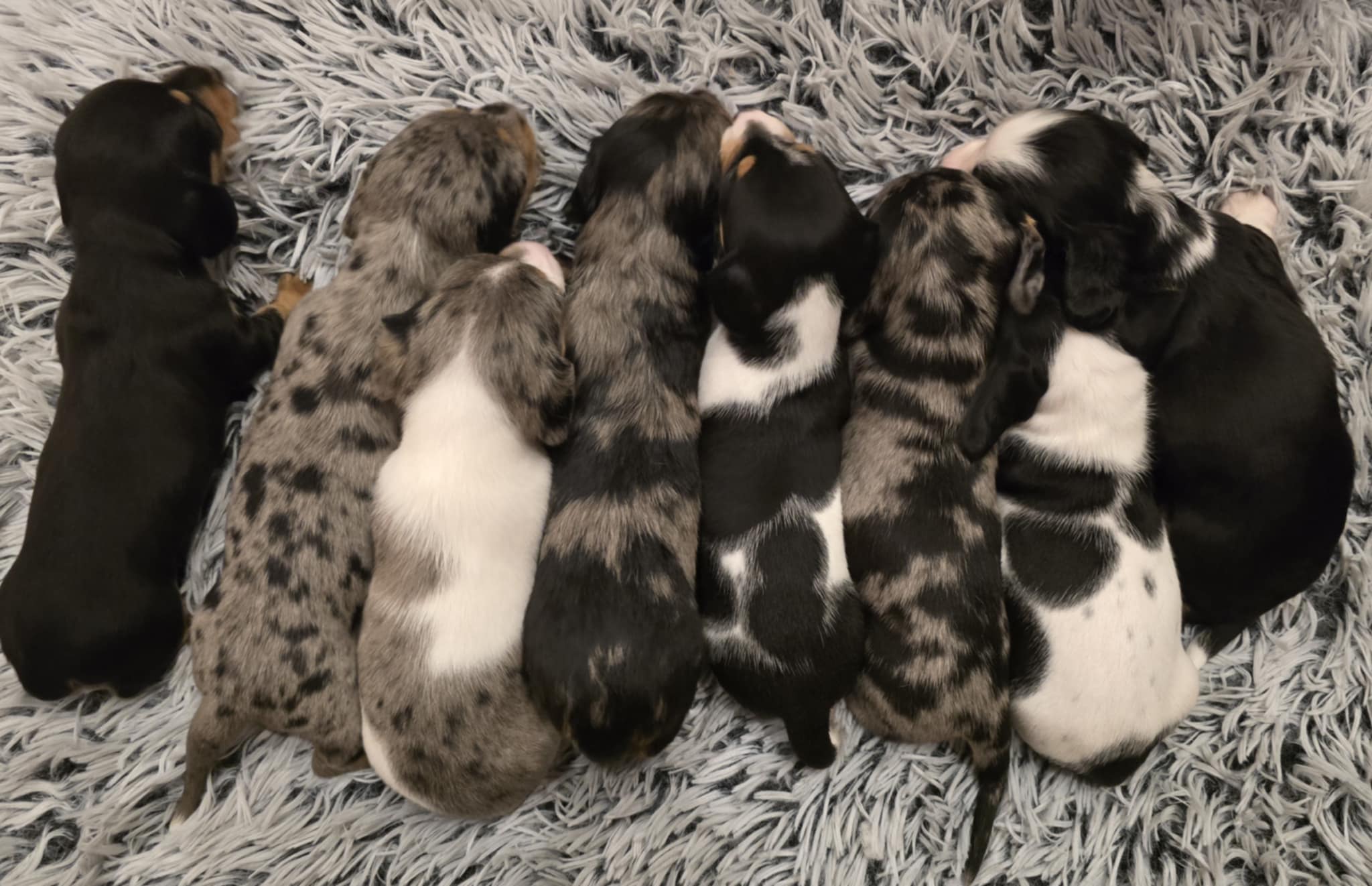 AKC Dachshund Puppies image 2