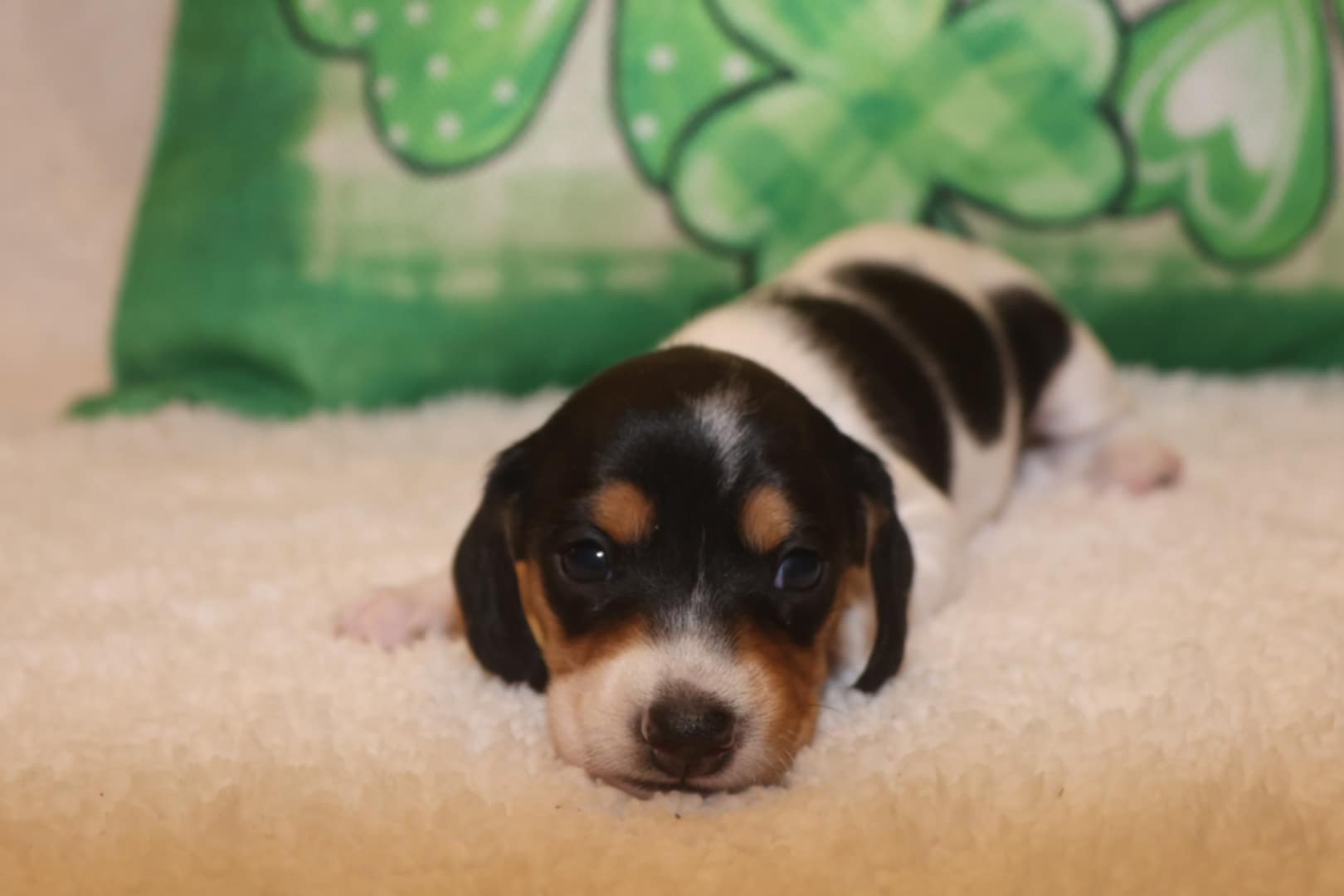 AKC Dachshund Puppies image 7