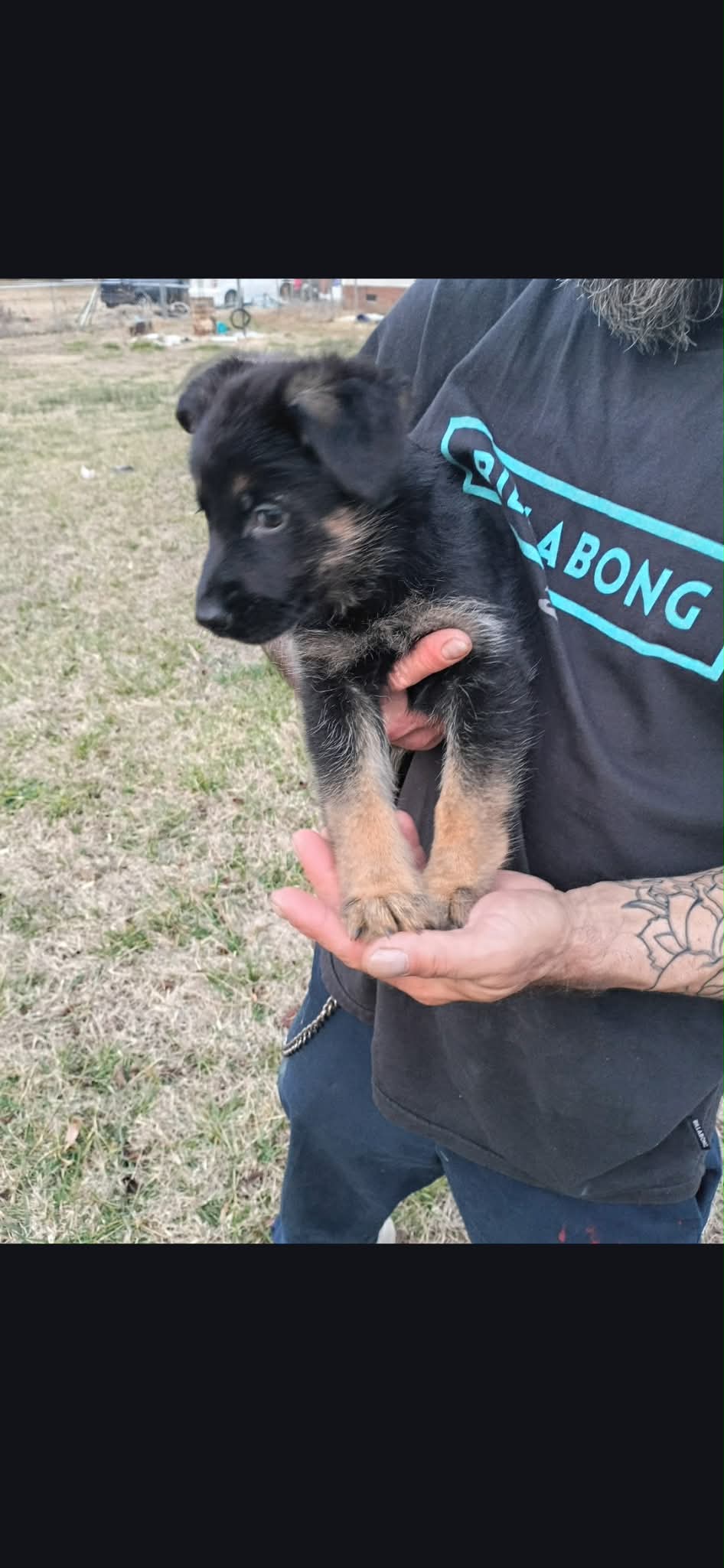 AKC Purebred German Shepherd Puppies image 2