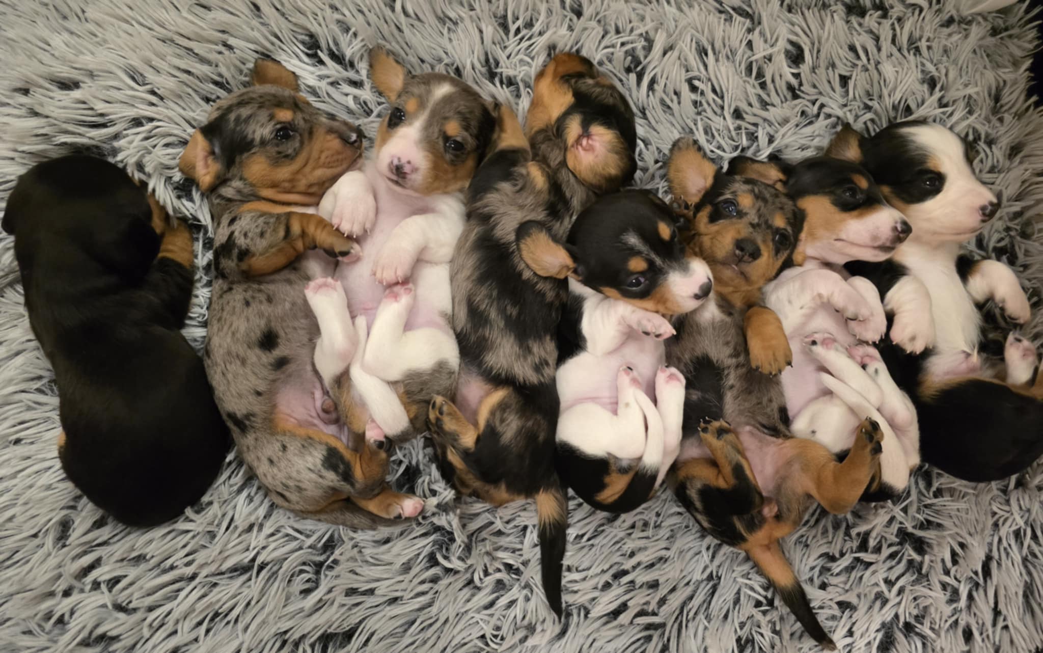 AKC Dachshund Puppies image 1